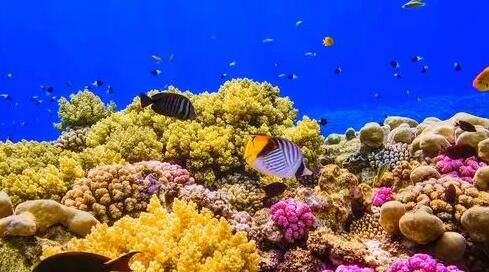 获取Bing每日壁纸用作首屏大图