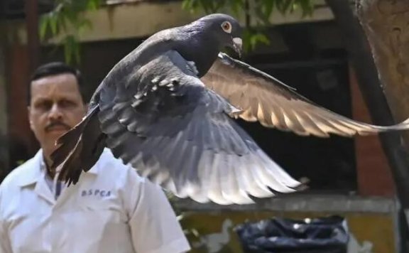 闹笑话？印警方关押“中国间谍鸽”长达8个月，结果发现